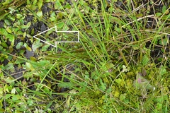 Potamogeton polygonifolius