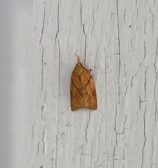 Cenopis reticulatana