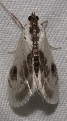Cliniodes ostreonalis