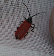 Pyropterus nigroruber