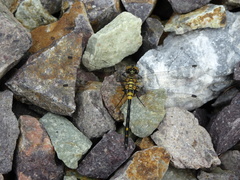 Leucorrhinia orientalis