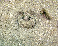 Lysiosquillina maculata