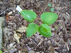 Smilax ecirrhata
