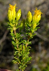 Pteronia empetrifolia