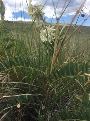 Astragalus bisulcatus
