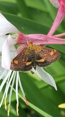 Pyrausta aurata
