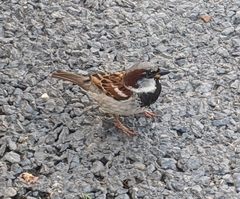 Passer domesticus