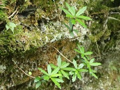 Lysionotus pauciflorus