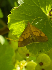 Evergestis limbata