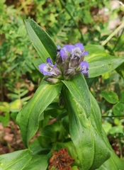 Gentiana cruciata cruciata