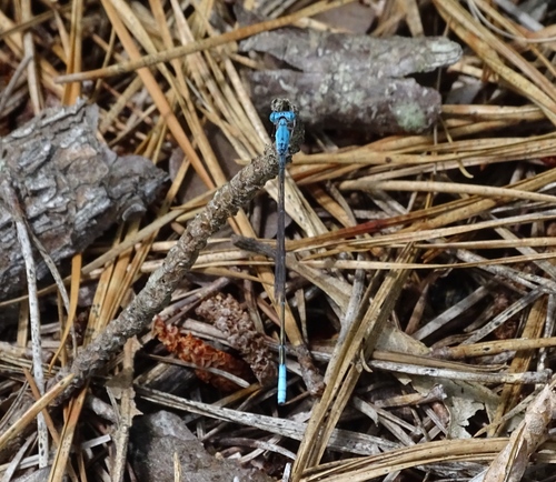 Attenuated Bluet photo 5