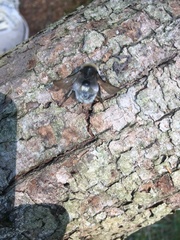 Bombus hypnorum