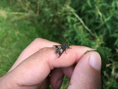 Chrysops divaricatus