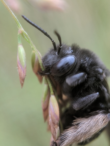 Two-spotted Longhorn Bee