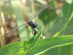 Erythrodiplax berenice