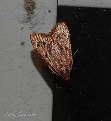 Aglossa disciferalis