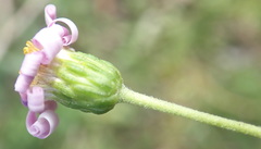 Felicia erigeroides