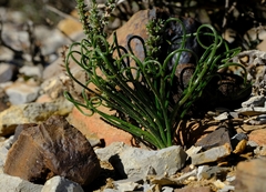 Albuca viscosa