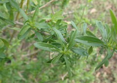 Felicia erigeroides