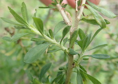 Felicia erigeroides