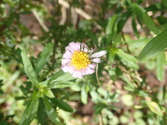 Felicia erigeroides