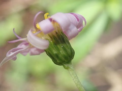 Felicia erigeroides