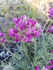 Oxytropis besseyi