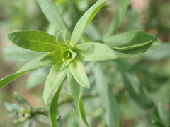 Felicia erigeroides