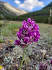 Oxytropis besseyi