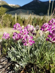 Oxytropis besseyi