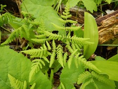 Gymnocarpium dryopteris