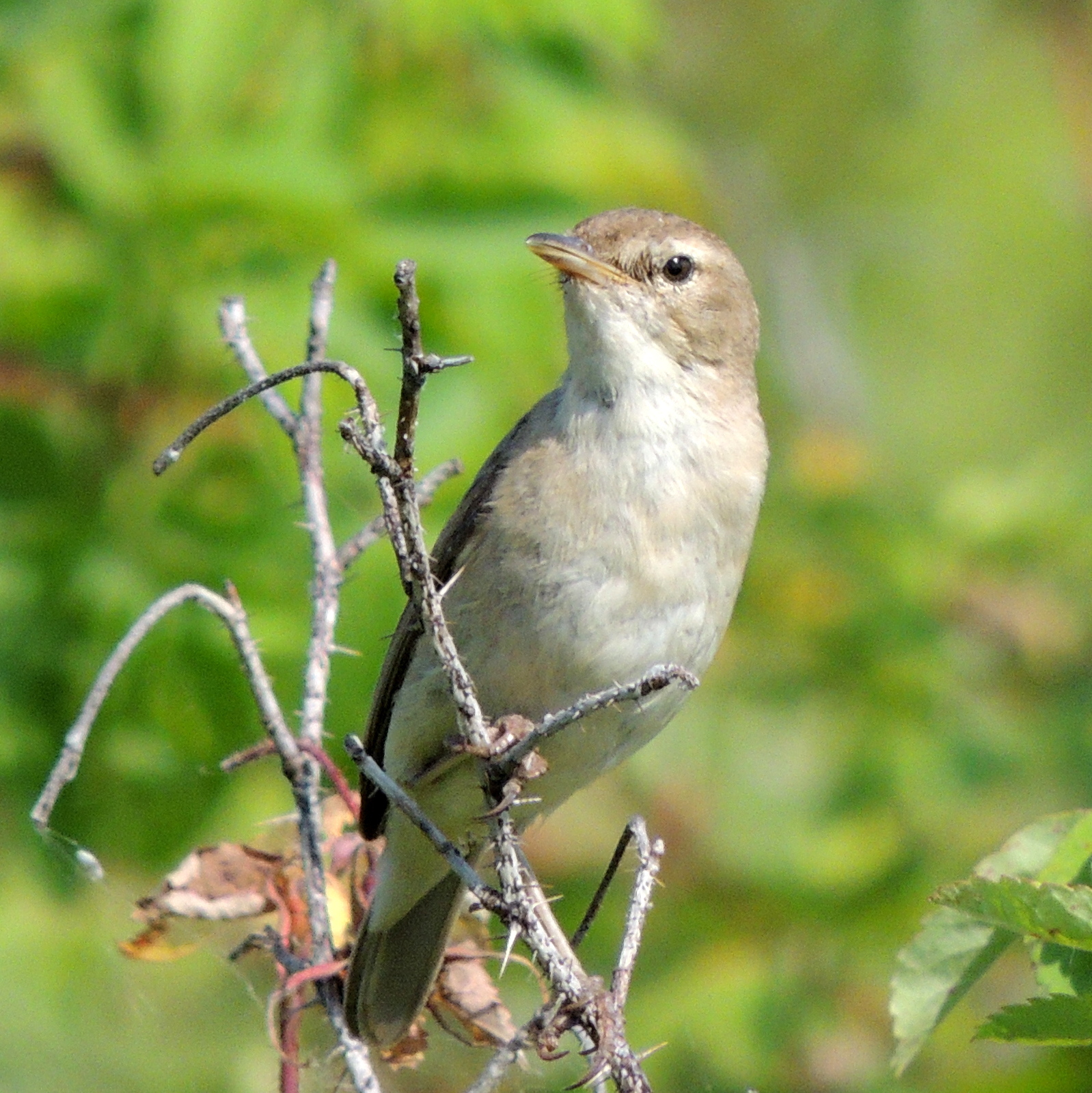 Booted Warbler