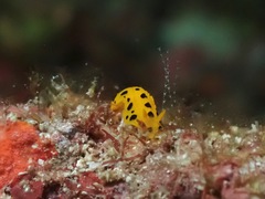 Phyllidia polkadotsa