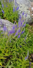 Veronica longifolia