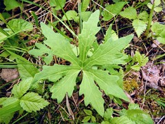 Petasites frigidus palmatus