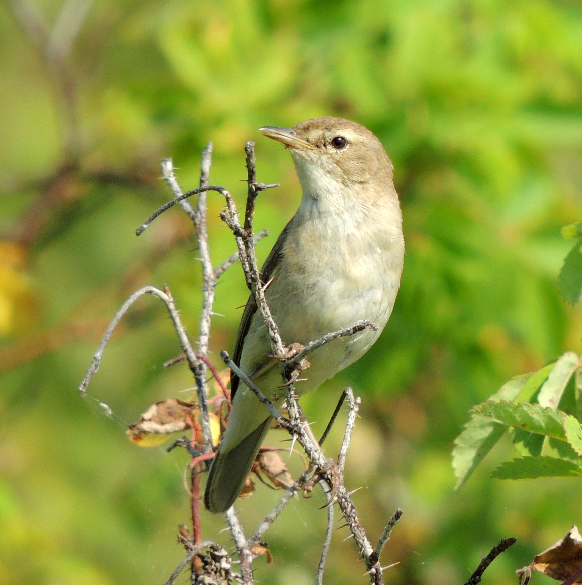 Booted Warbler