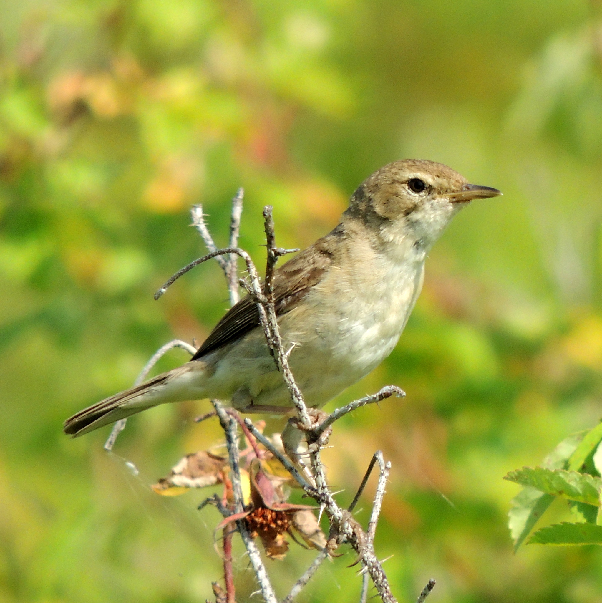 Booted Warbler