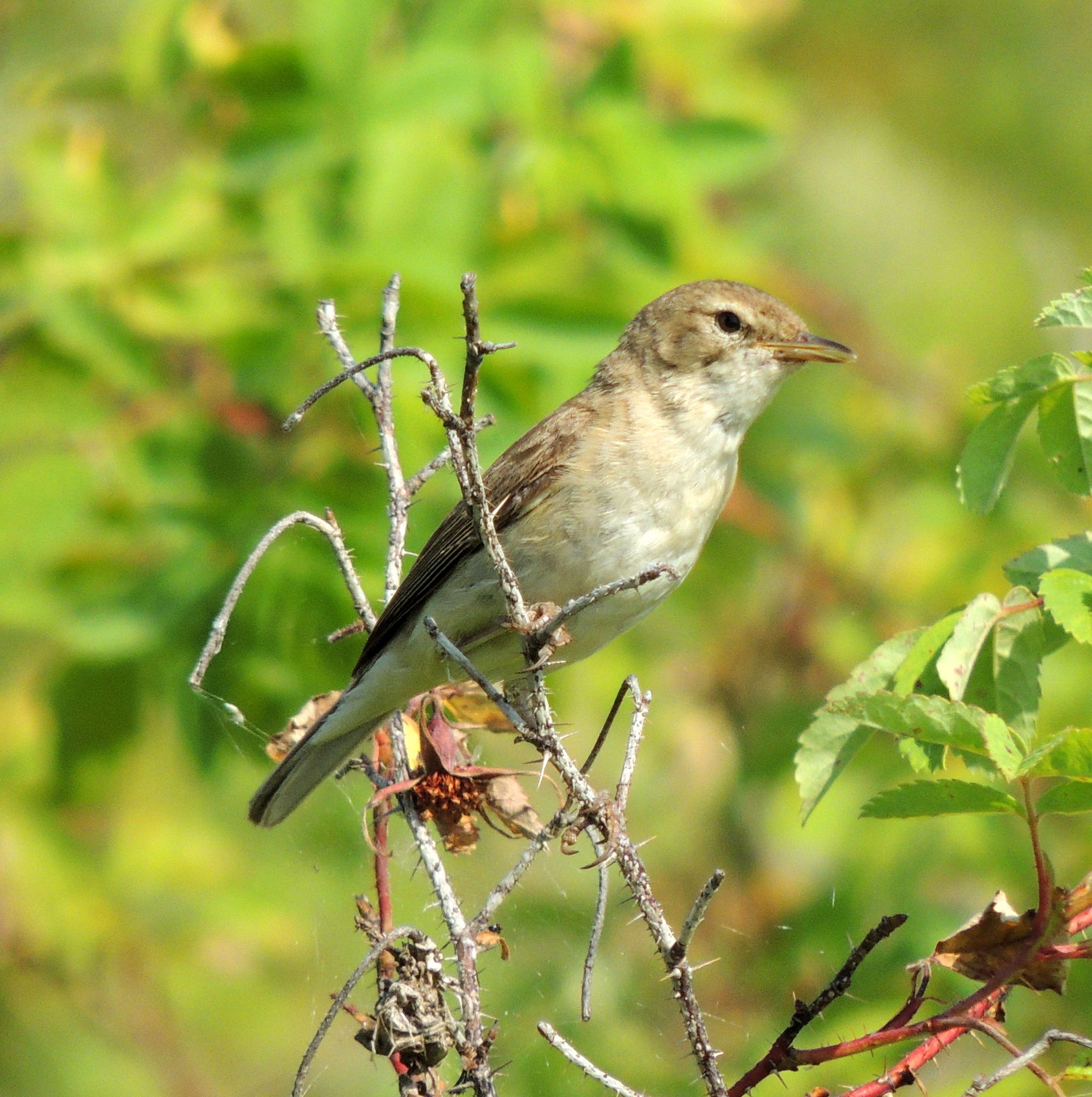 Booted Warbler