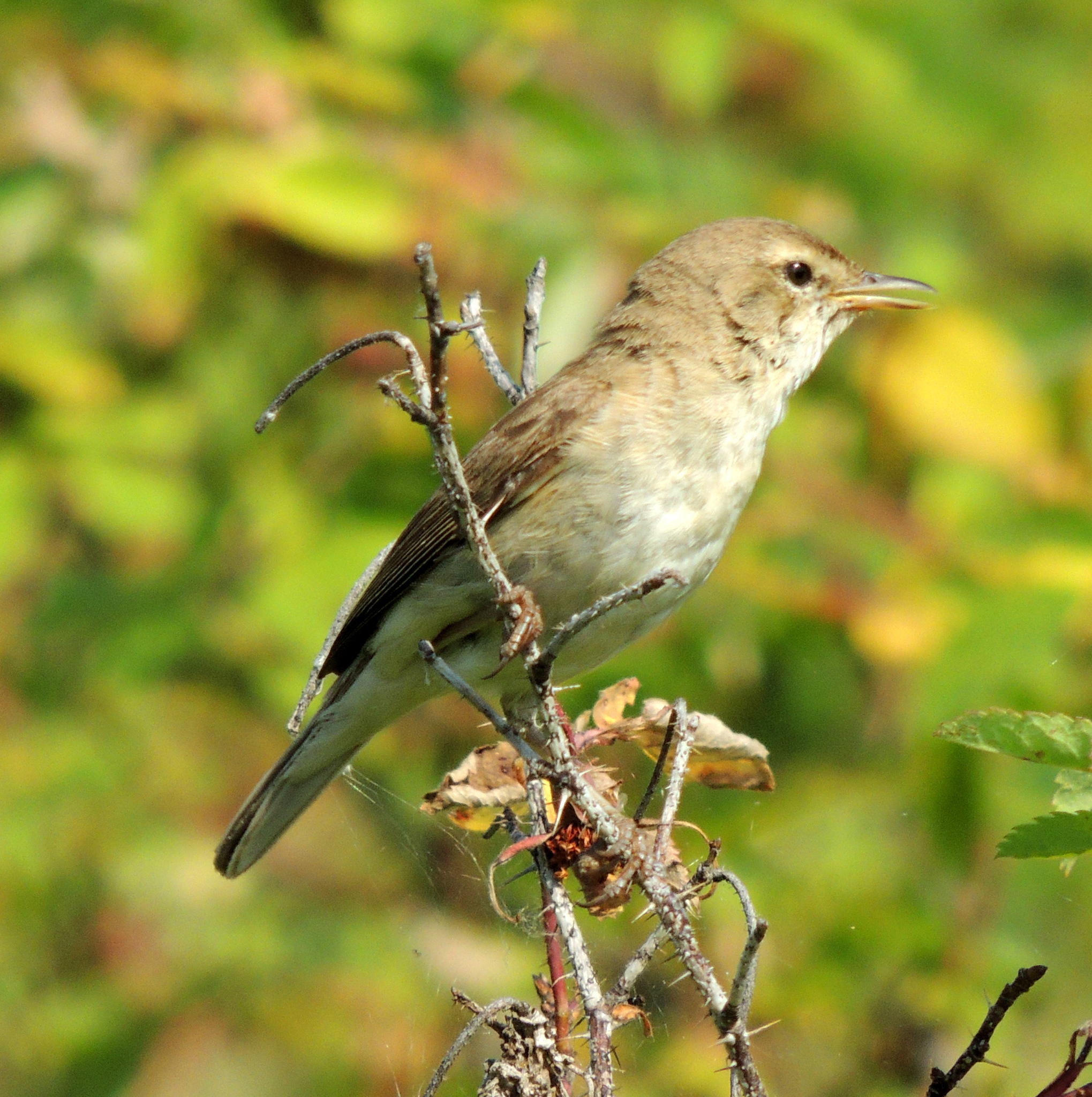 Booted Warbler