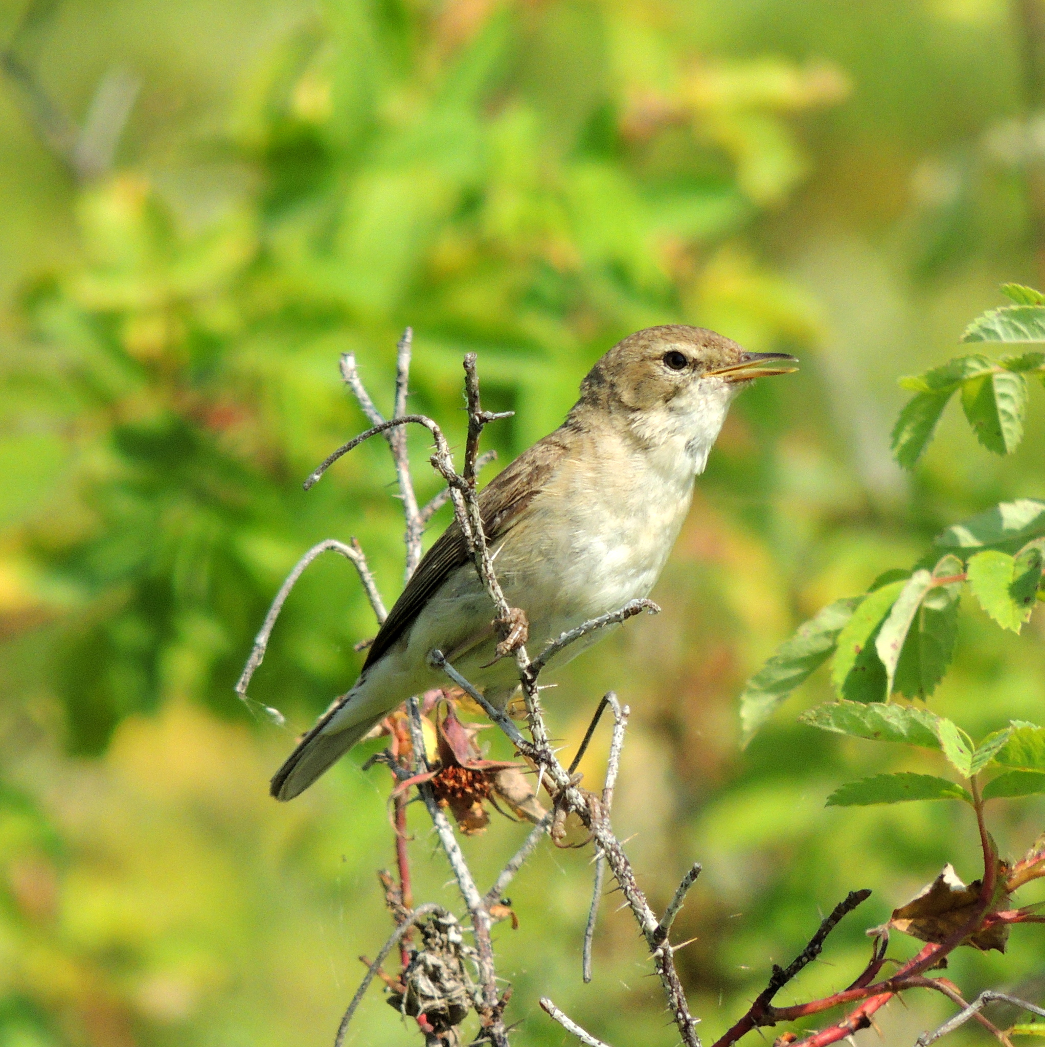 Booted Warbler