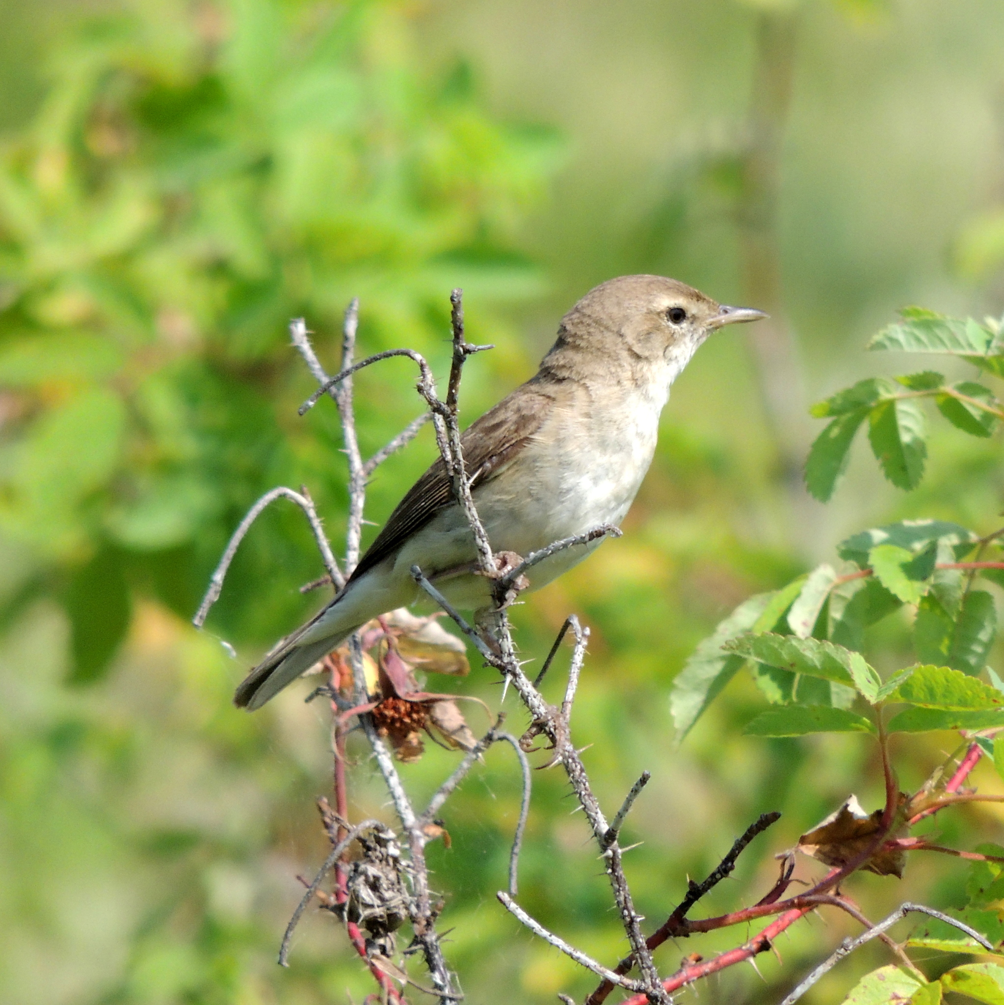 Booted Warbler
