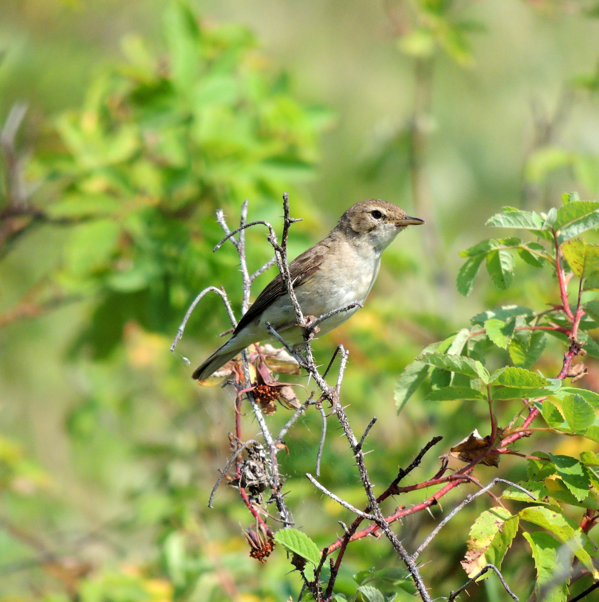 Booted Warbler