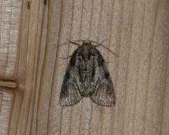 Chytonix