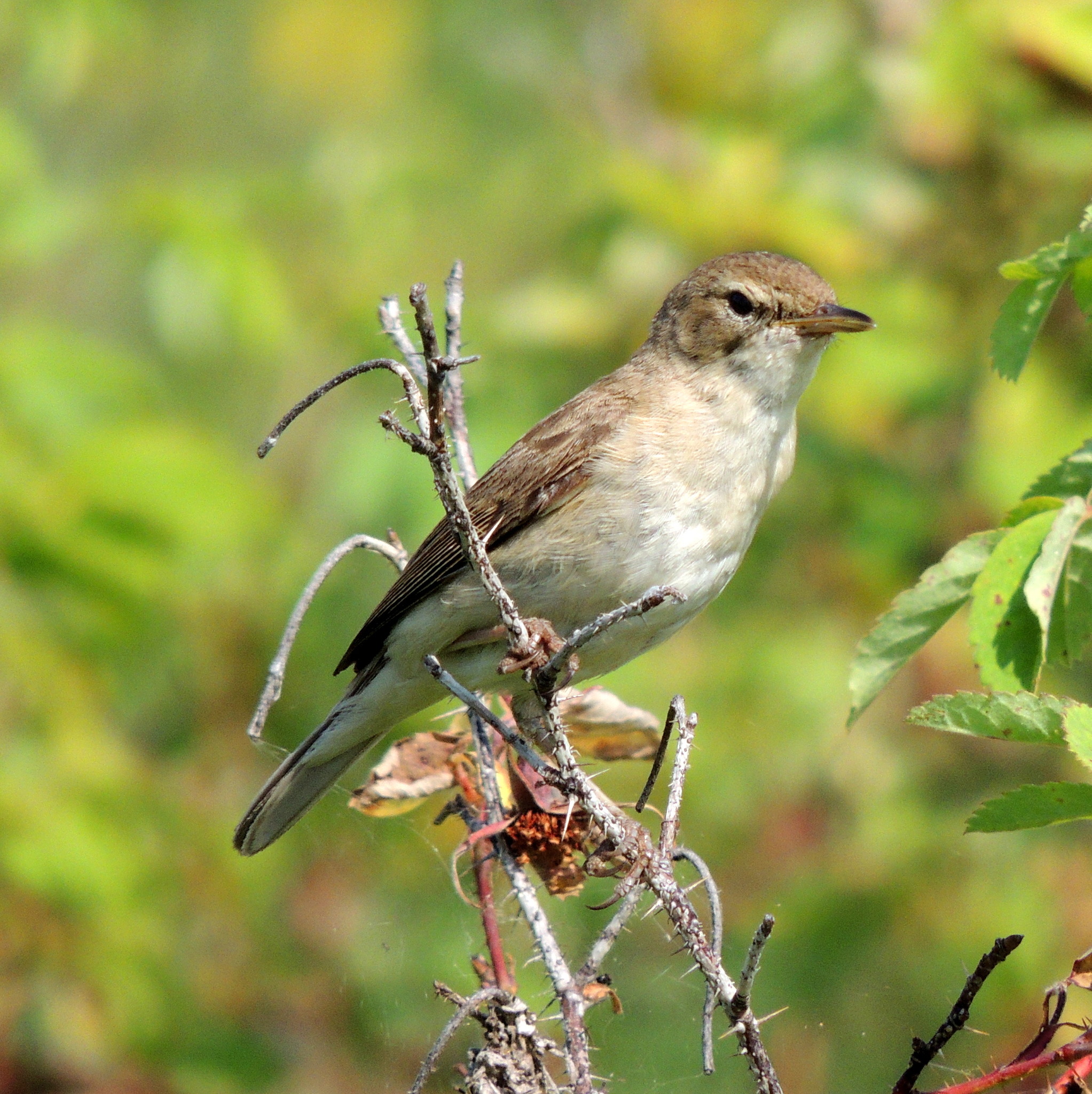 Booted Warbler