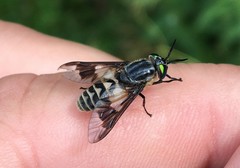 Chrysops divaricatus