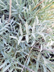 Oxytropis besseyi
