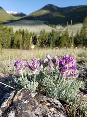 Oxytropis besseyi