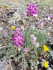 Oxytropis besseyi
