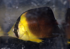 Chaetodon blackburnii