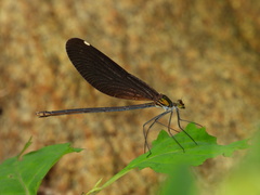 Matrona basilaris